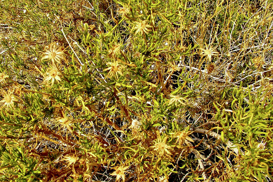 Linear Leaved Goldenbush, Nature Trail, Hole-in-the-Wall, Mojave National Preserve, California. #2 Photograph by Ruth Hager