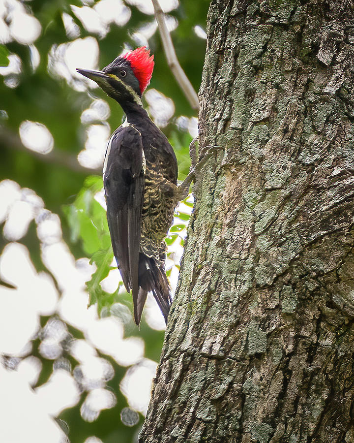 Lineated Woodpecker Hacienda El Triunfo Honda Tolima Colombia #1 Photograph by Adam Rainoff