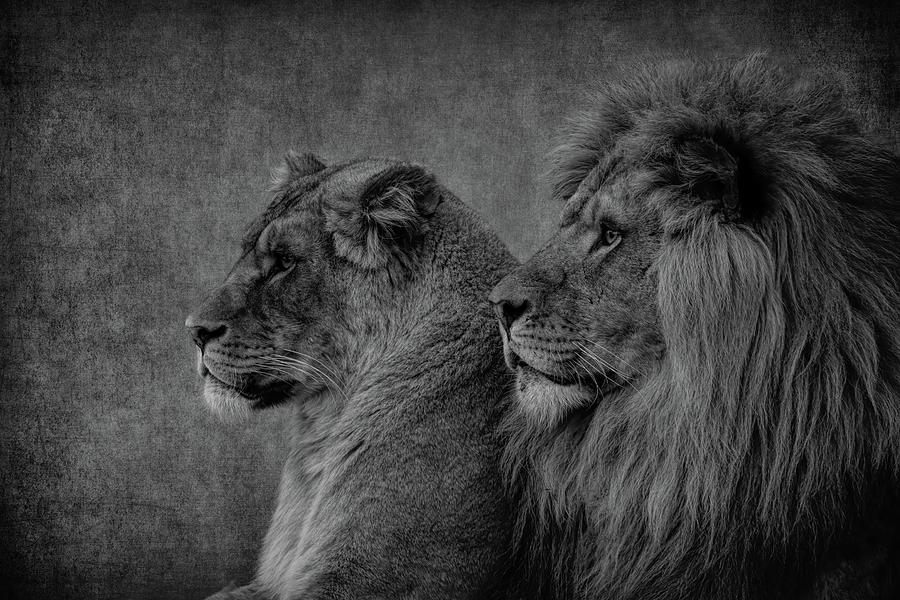 Lion And Lioness Portrait Digital Art by Marjolein Van Middelkoop