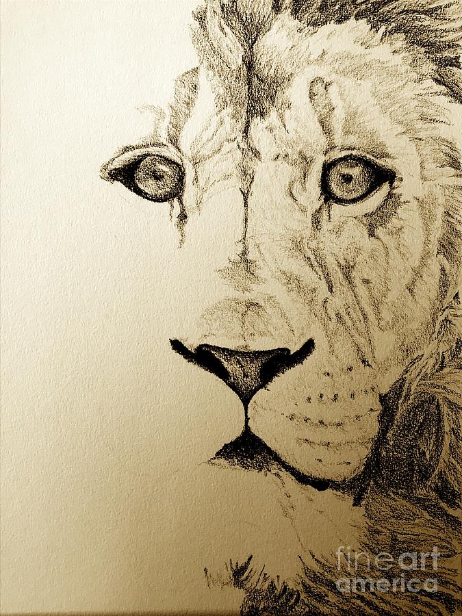 Lion eyes Drawing by Cassandra French Fine Art America