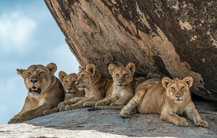 Lion Family Resting on Rocks Photograph - Lion Family Resting on Rocks #1 by Marcy Wielfaert