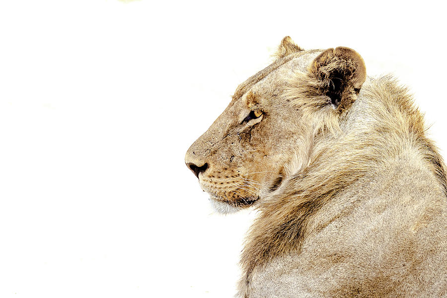 Lion #1 Photograph by James Capo