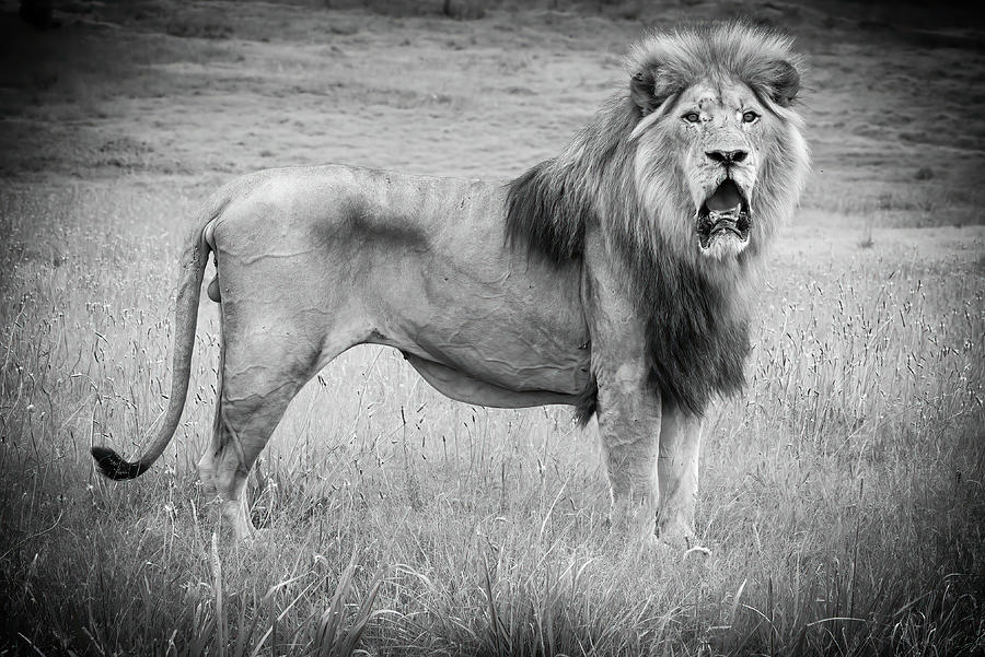 Lion Male #1 Photograph by Keith Carey