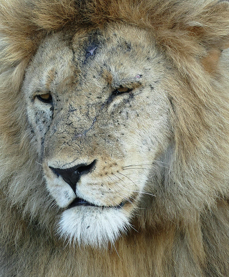 Lion  Panthera leo resting, Ngorongoro Crater #1 Photograph by Steve Estvanik