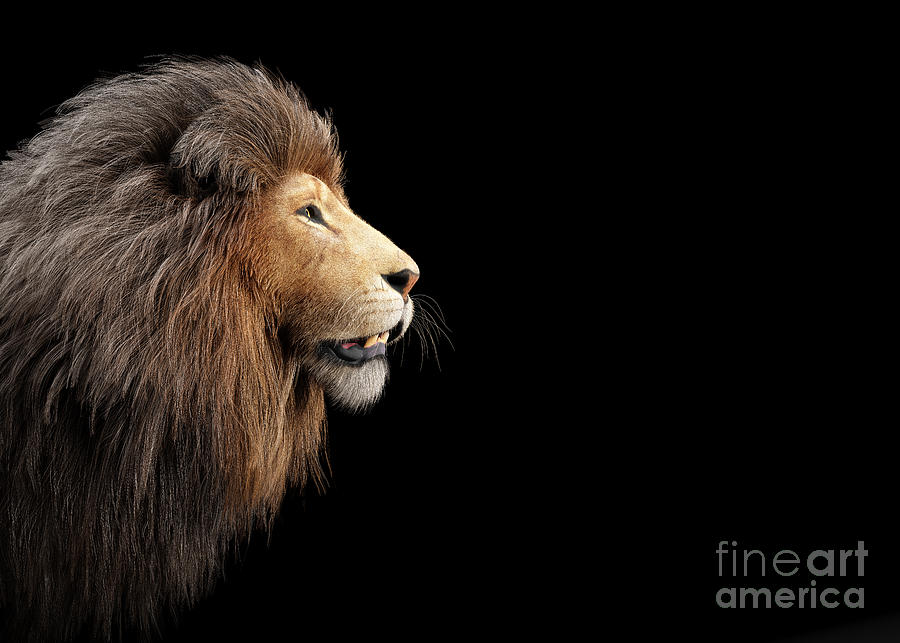 Lion Portrait On Black Photograph