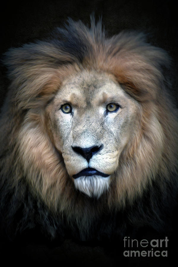 Lion  #3 Photograph by Savannah Gibbs