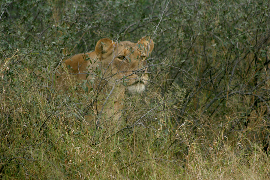 Young Lion Watching Photograph by Karen Zuk Rosenblatt