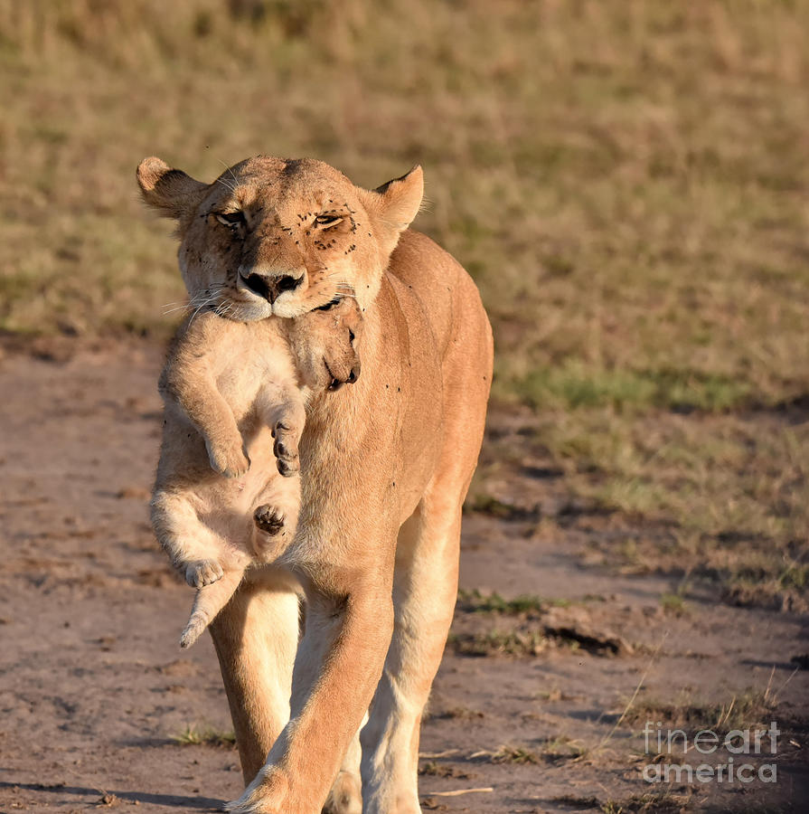 Lioness Carrying Cub To Safety In Maasai Mara Photograph By Kelvin   1 Lioness Carrying Cub To Safety In Maasai Mara Kelvin Papai 