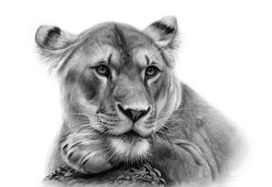 Lioness Painting