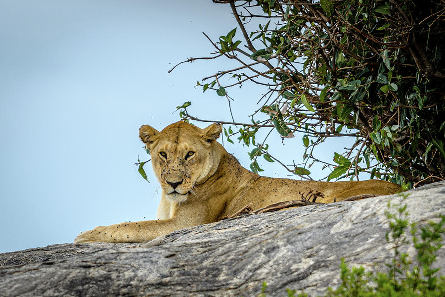 Lioness on Lookout #1 Photograph by Adrian O Brien