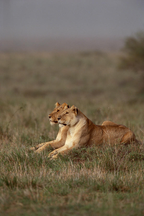 Lionesses in grasslands , Kenya , Africa #1 Photograph by Comstock Images