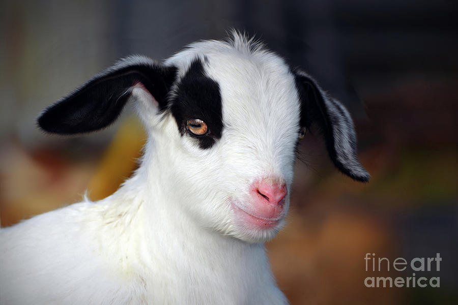 Little Baby Goat #2 Photograph by Savannah Gibbs