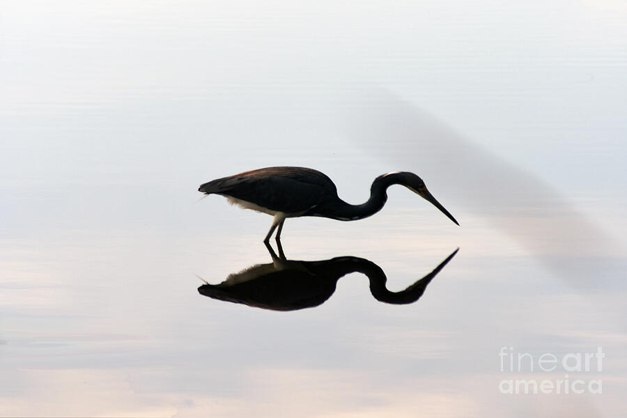 Little Blue Heron Reflection #1 Photograph by Brenda Harle - Fine Art ...