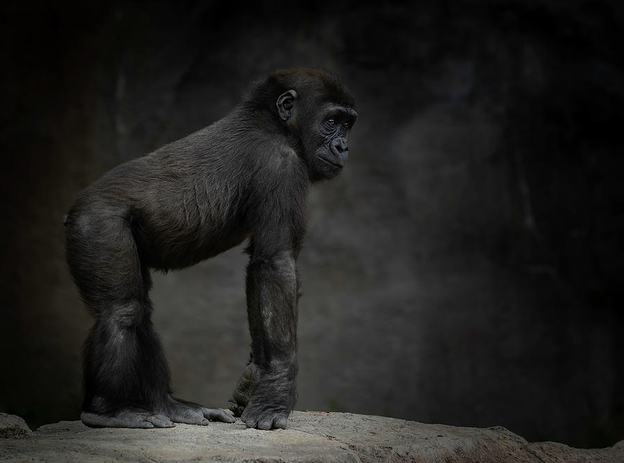 Gorilla Photograph - Little Chimp 3 #2 by Larry Marshall
