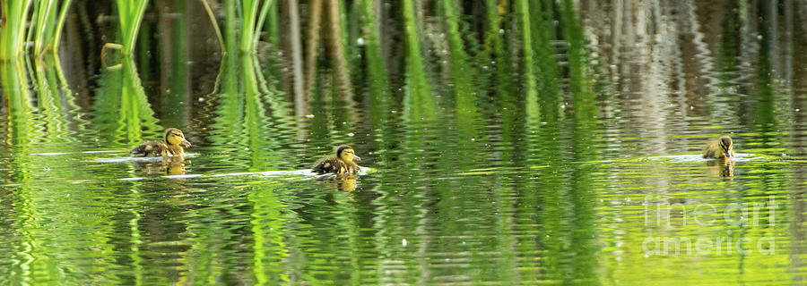 Little Ducklings #2 Photograph by Nick Boren