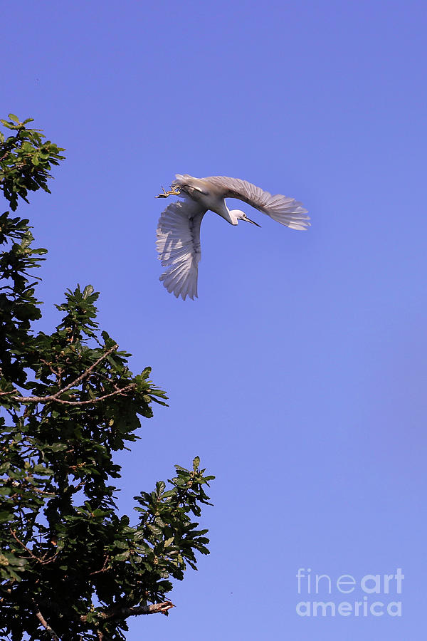 Egret In Flight Photograph