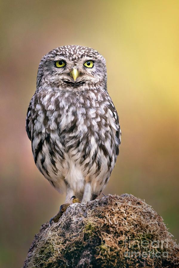 Little Owl  #2 Photograph by Hernan Bua