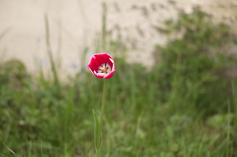 Little Tulip... Photograph