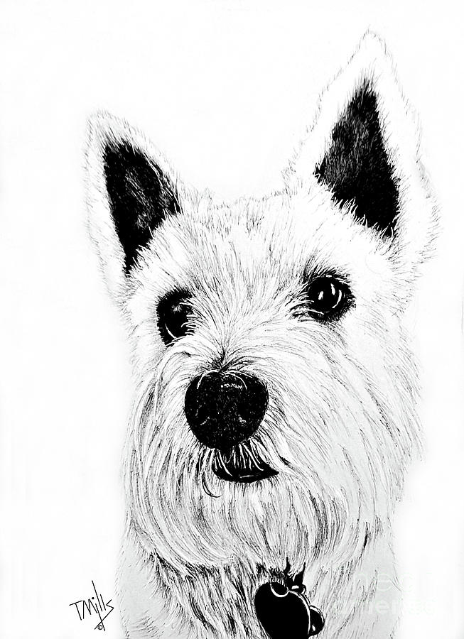 Little Westie #1 Drawing by Terri Mills