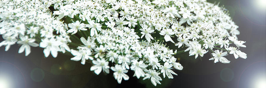 Flower Photograph - Little White Flowers #1 by Simone Hester