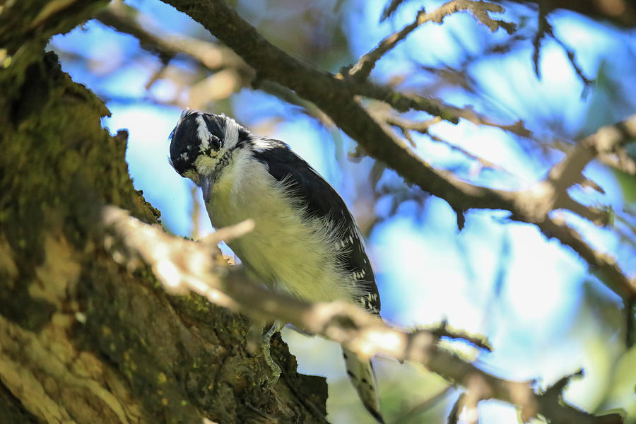 Little Woodpecker Photograph