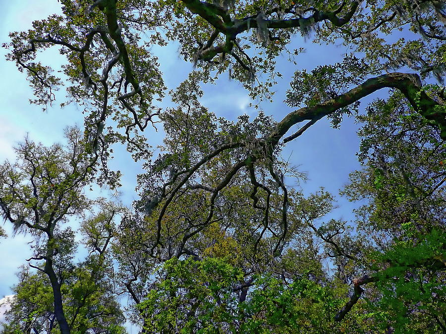 Nature Photograph - Live Oak Trees #1 by Anthony Dezenzio