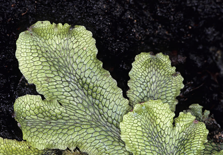 LIVERWORT. Marchantia, flat-bodied thalloid or thallose liverwort.  Flat dichotomously branching thallus.  Primitive plant  without vascular tissue.  Requires moist habitat. Michigan #1 Photograph by Ed Reschke