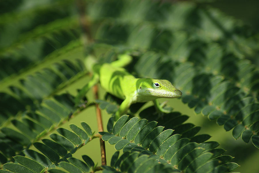 Lizard Photograph by Danielle Spencer - Fine Art America