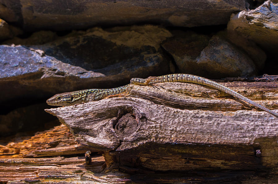Lizard In Its Natural Habitat 20210824-67 #1 Photograph by TomiRovira