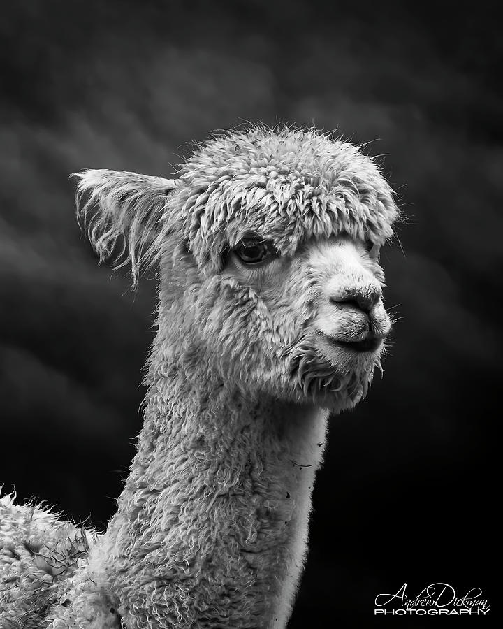 Llama Photograph by Andrew Dickman