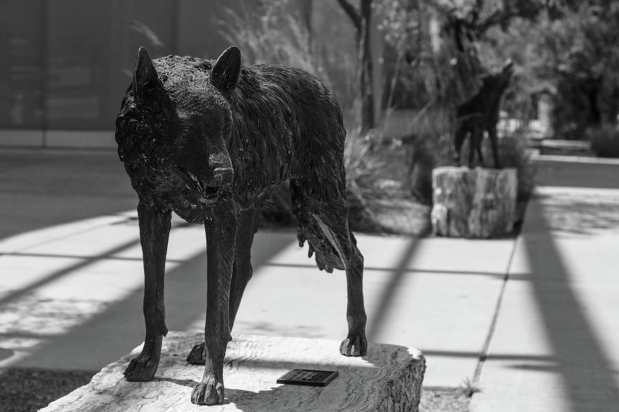 Lobo statue on the campus of the University of New Mexico #1 Photograph by Eldon McGraw