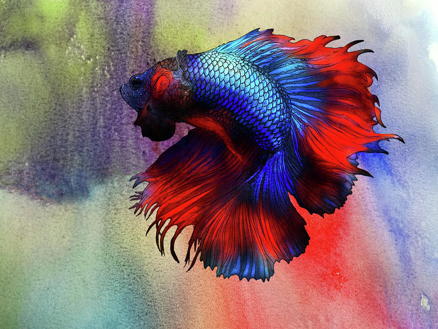 Lockdown Betta #85 Painting by Betta Painter