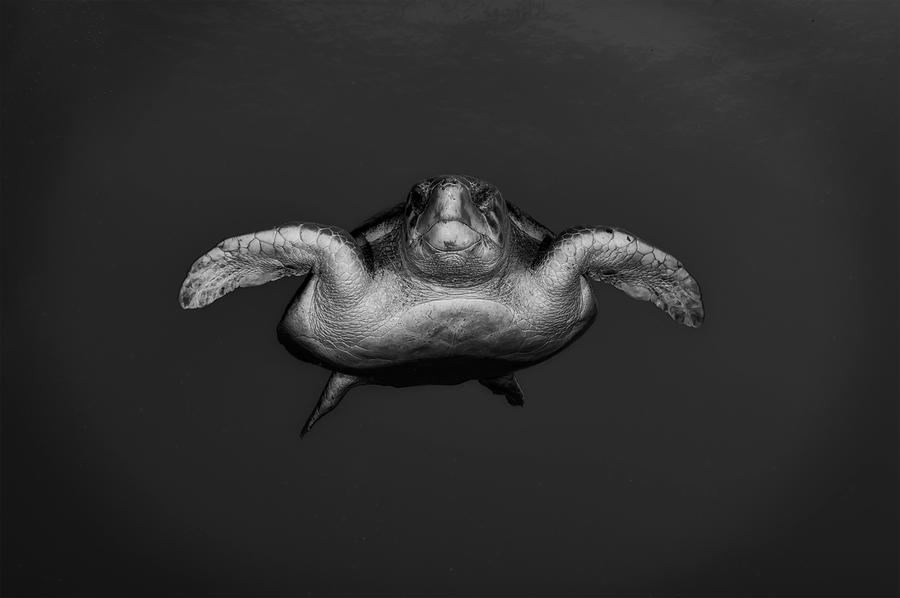 Loggerhead Sea Turtle #1 Photograph by NOAA G P Schmahl