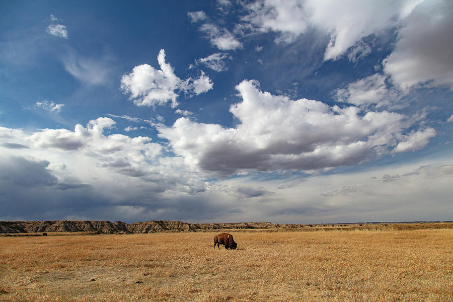 Lone buffalo with big sky at Theodore Roosevelt National Park in North Dakota #1 Photograph by Eldon McGraw