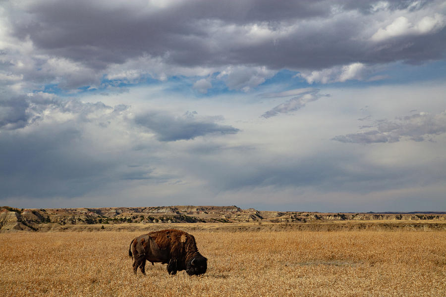 Lone buffalo with clouds at Theodore Roosevelt National Park in North Dakota #1 Photograph by Eldon McGraw