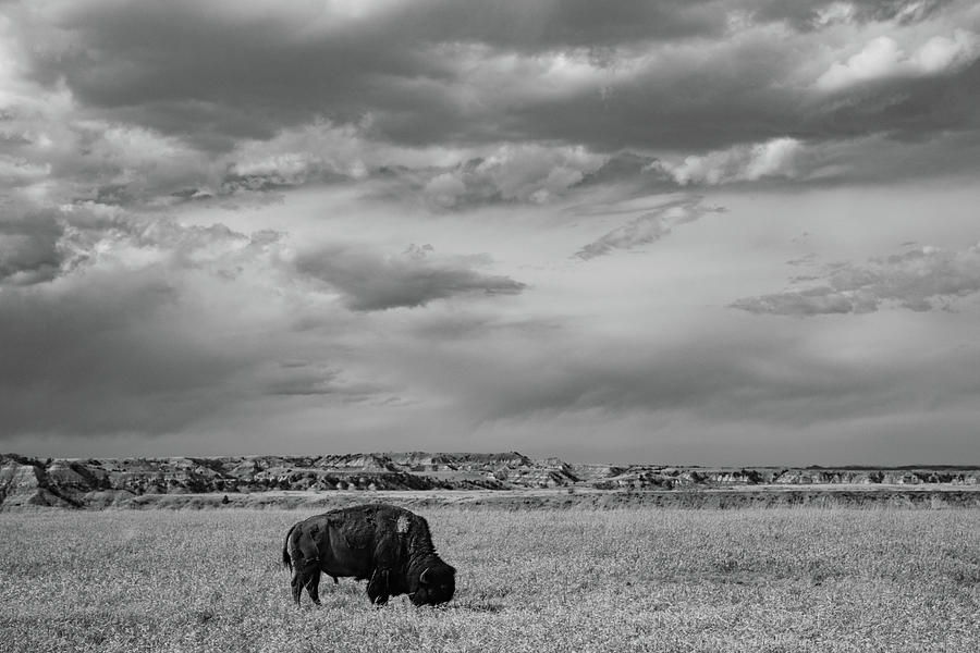 Lone buffalo with clouds at Theodore Roosevelt National Park in North Dakota in black and white #1 Photograph by Eldon McGraw