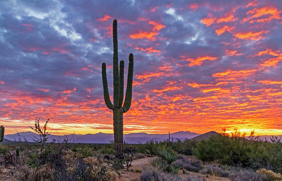 Lone Cactus With Desert Sunrise Background In Arizona Photograph by Ray ...