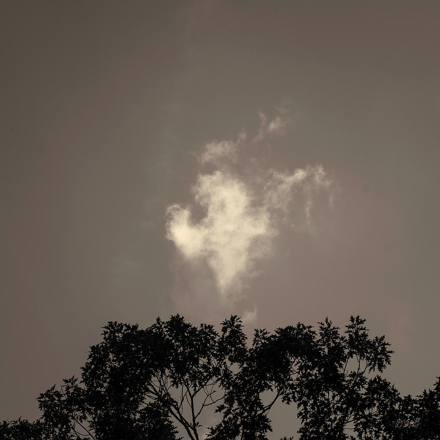 Lone Cloud Drifting Over Treetops Toned Photograph by David Gordon