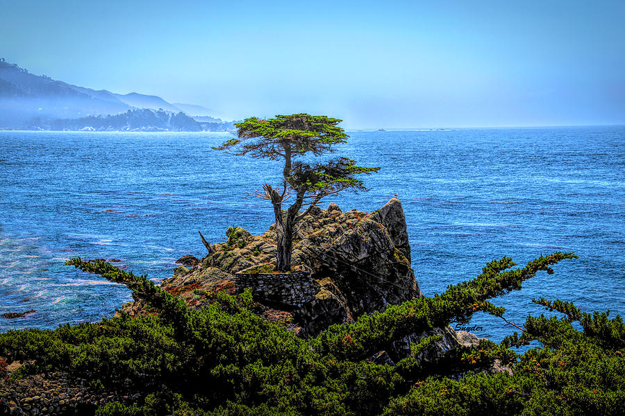 Lone Cypress After The Storm #1 Photograph by Barbara Snyder