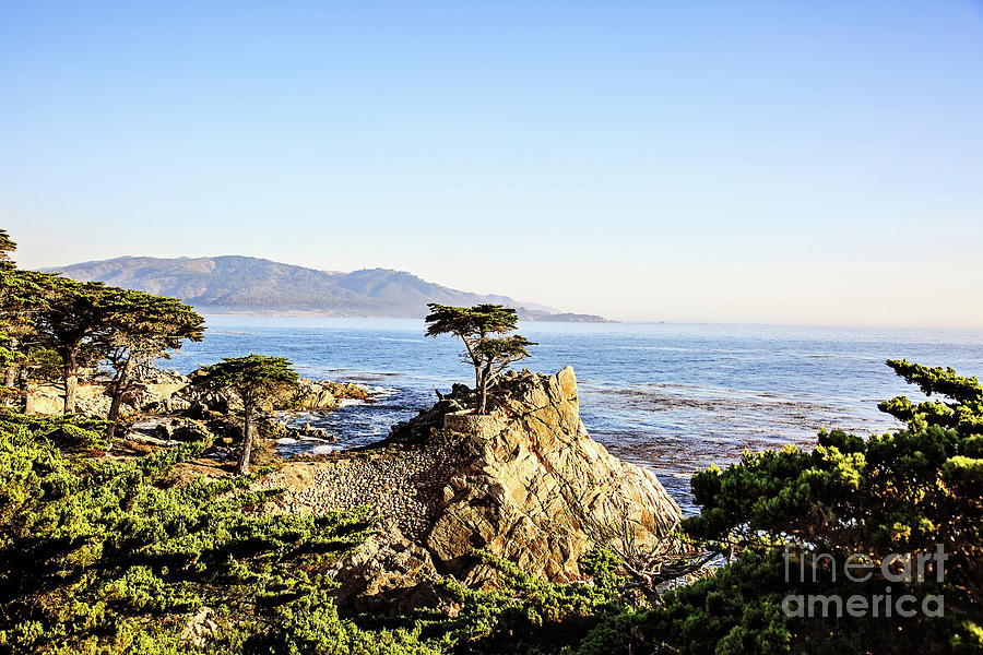 Lone Cypress #2 Photograph by Scott Pellegrin