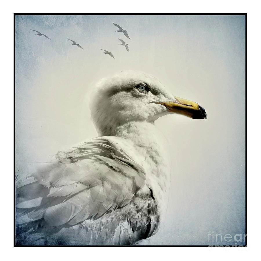 Lone Gull #1 Photograph by John Kain