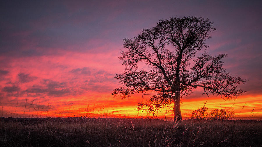 Lone Oak tree #2 Photograph by Mike Fusaro