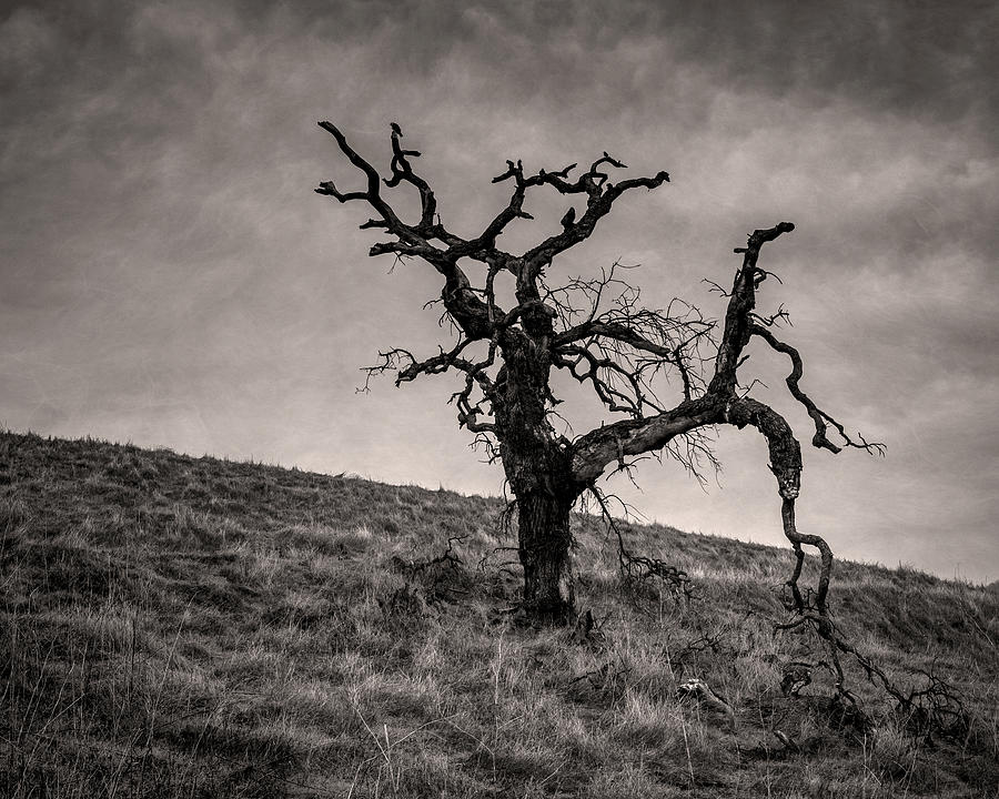 Lone oak tree on a hill by Alessandra RC Lone oak tree on a hill by Alessandra RC