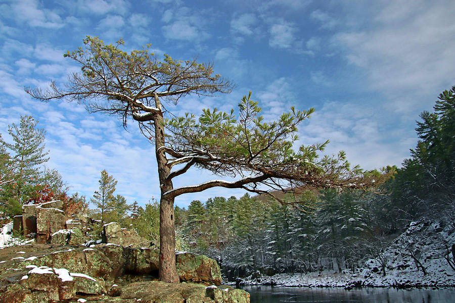 Lone Pine Photograph by Sarah Lilja
