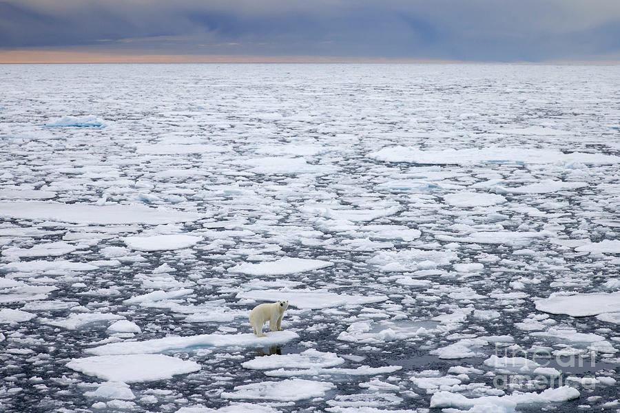 Polar Bear Photograph - Lone Polar Bear #1 by Arterra Picture Library