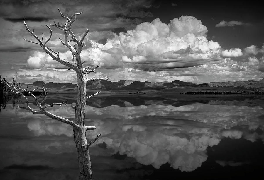 Lone Tree along the shore of Yellowstone Lake with Clouds and Re #1 Photograph by Randall Nyhof