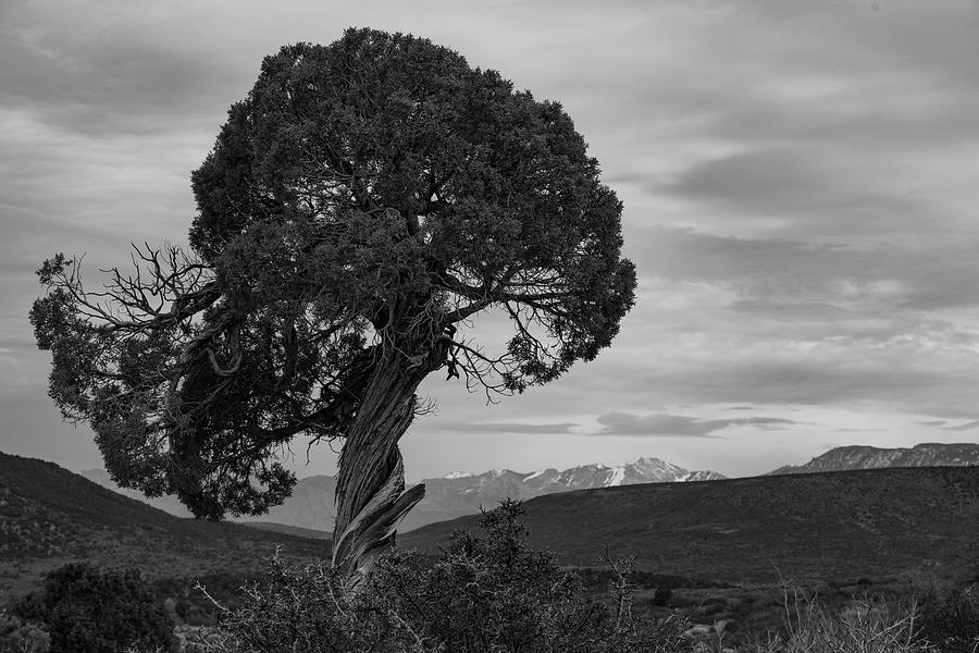 Lone tree Black Canyon at Gunnison National Park in Colorado in black and white #1 Photograph by Eldon McGraw