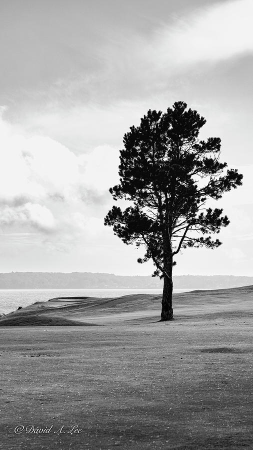 Lone Tree #2 Photograph by David Lee