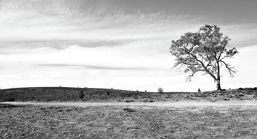 Lone Tree in the Outback BW #1 Photograph by Lexa Harpell