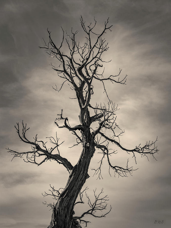 Lone Tree Monument Valley UT Toned Photograph by David Gordon